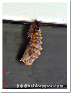 caterpillar turn into chrysalis 07