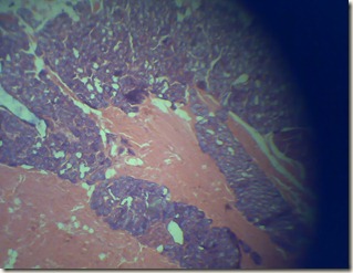 microscopy tissue