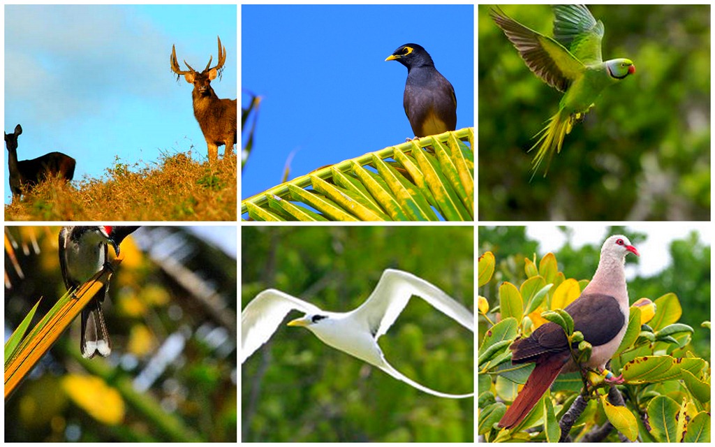 [Collages5%255B1%255D.jpg]