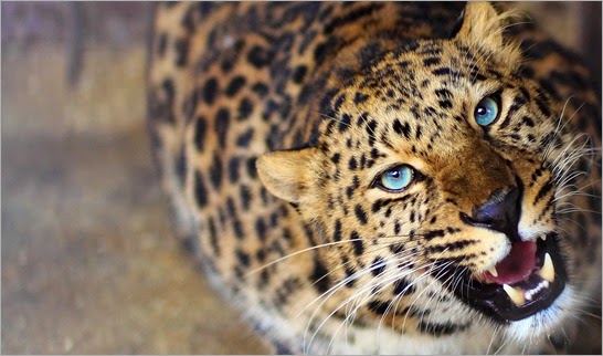 leopard-eyes-1920x1080