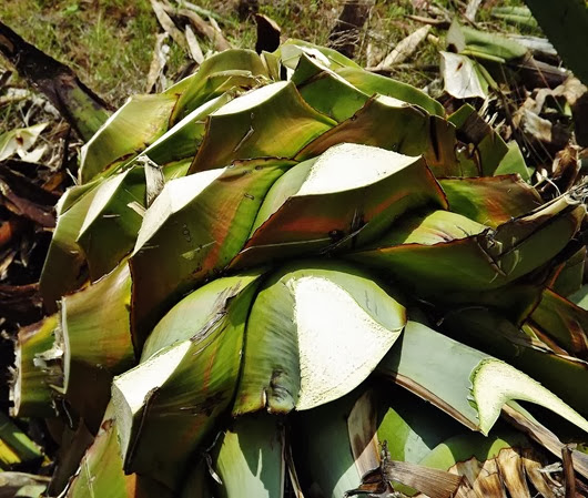 AGAVE ESPADIN LOS AMANTES 6 AGAVE ESPADIN LOS AMANTES 6