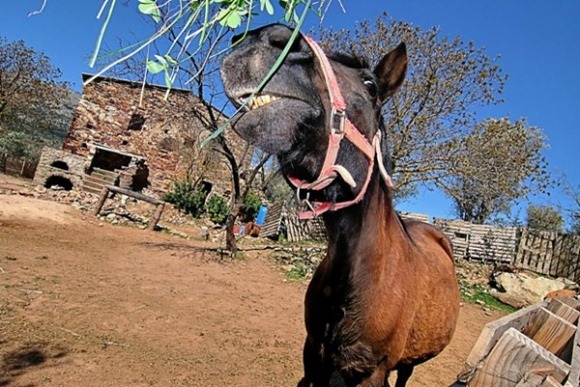 Funny Face Closeup Photo of Horse