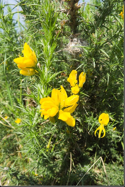 Western Gorse