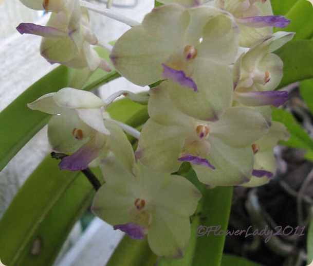 10-22-tiny-orchids-2