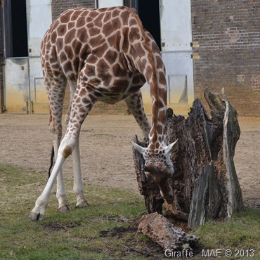 2013-03-31 London Zoo 004