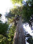 california_sequoia