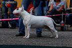 Bullworld Cool Bull