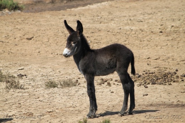 [%255B05%255D_Burro%255B4%255D.jpg]