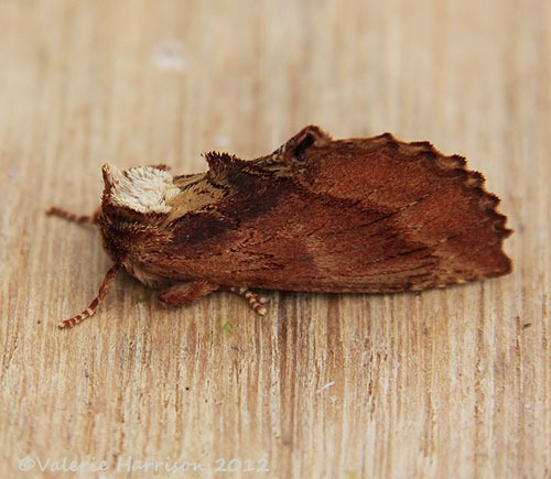 [Coxcomb-Prominent2.jpg]