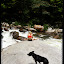 Yonnah ... little black dog!  the strangest and coolest mountain feist you ever did meet.
