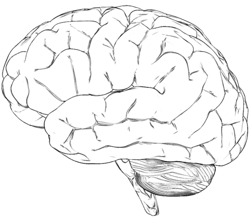 brain