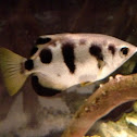 Banded Archerfish