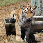 shosho_waterJan11.jpg