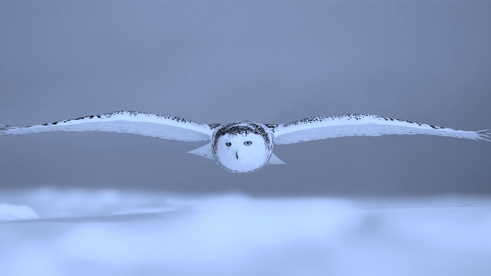 [Snowy_Owl_flying_over_the_snow_wallpaper_1024x768%255B44%255D.jpg]