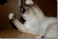 catcomputer6