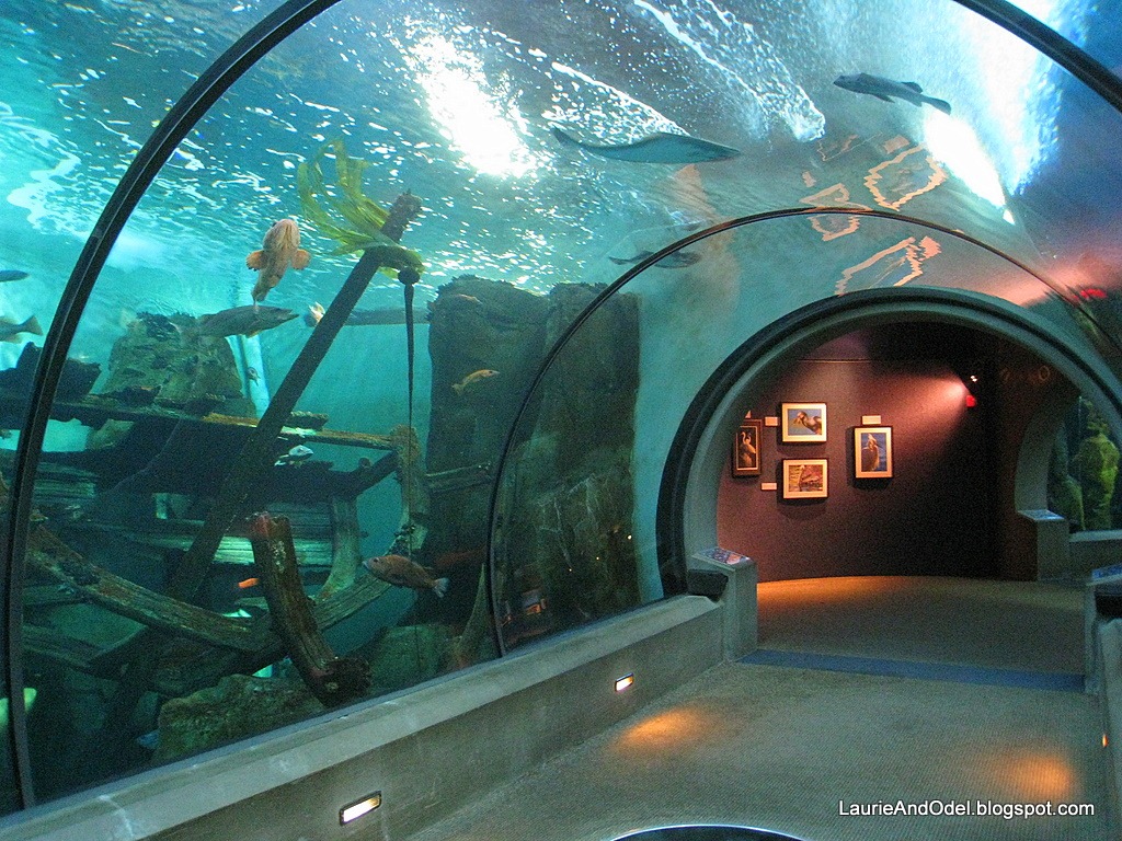 [Tunnel-at-the-Newport-Aquarium3.jpg]