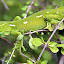 Green Gecko - Wellington, New Zealand