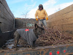 We try not to waste anything at the farm and I have a strong notion of how these branches will be used.