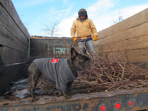We try not to waste anything at the farm and I have a strong notion of how these branches will be used.