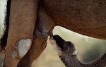 VOYAGE MONGOLIE - UN AN SUR LA ROUTE DU LAIT