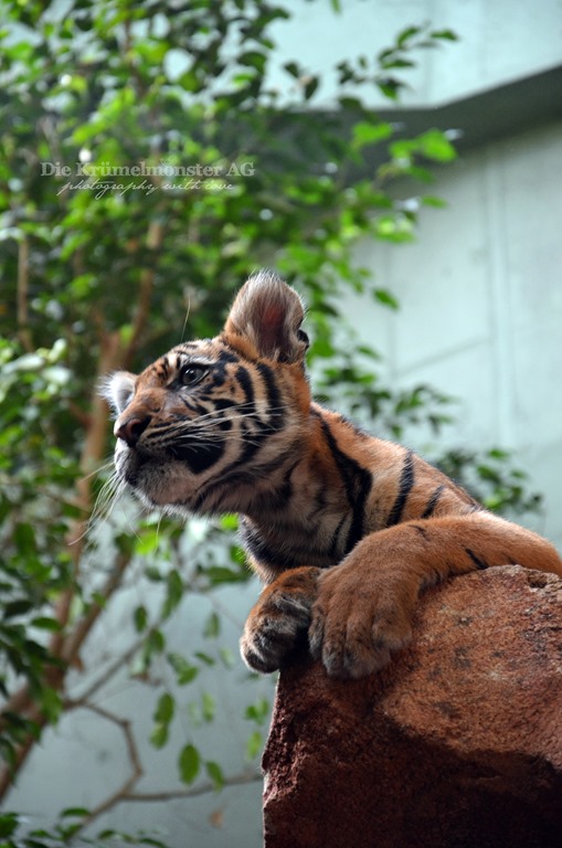 [Zoo-Frankfurt-Tiger-Berani-150813-24.jpg]