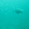 Panama Loic Y Vanessa Wedding David Diving 138.JPG