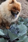 This pretty cabbage is called Super Red.  It still needs more time to mature into a nice round head.