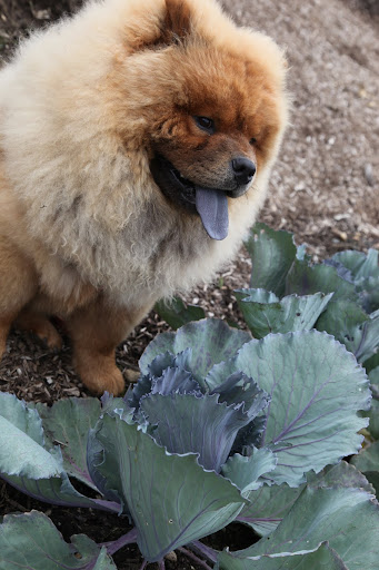 This pretty cabbage is called Super Red.  It still needs more time to mature into a nice round head.