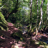 GR10, il bosco nei pressi della Venta Islada.