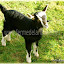 Vanille, notre petite chevrette née le 1er mars sur la ferme pédagogique. www.fermedelaribiere.net
