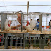 Poultry 007.jpg