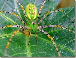 spider spider