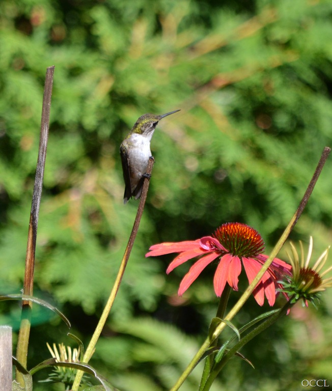 [DSC_2051%255B4%255D.jpg]