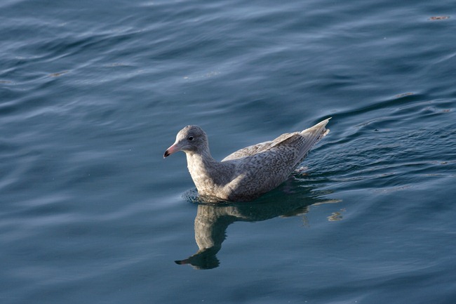 Glaucous Gull (6)