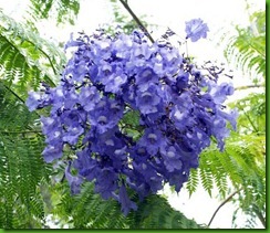 Jacaranda cuspidifolia Jacaranda cuspidifolia