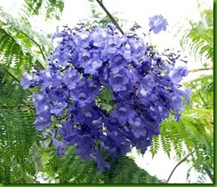 Jacaranda cuspidifolia