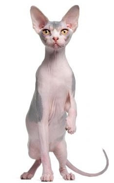 esfinge-xl-668x400x80xX.jpg