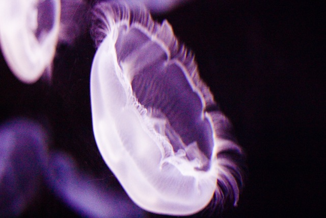 [MoonJellies3%2520%25281%2520of%25201%2529%255B4%255D.jpg]