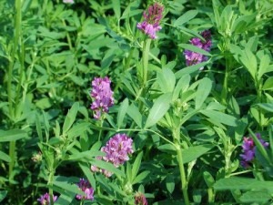 [alfalfa_ext_-300x225%255B3%255D.jpg]
