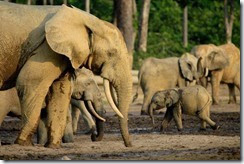 africanforestelephant africanforestelephant