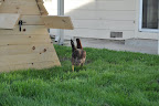  Chicken Gallery