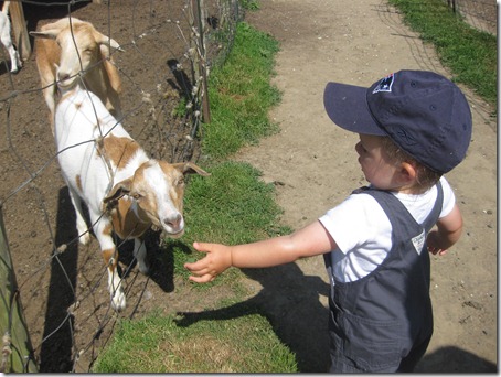 2012.06.24 4-Petting Zoo (13)