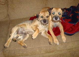 Banks with his Mama, Mardi.He's jealous because Mardi has new puppies in the whelping box.