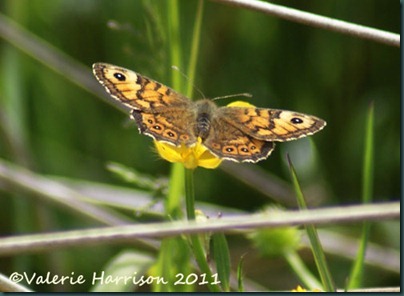 wall-butterfly-top