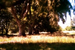 The-Trees-3