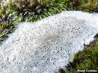 Lichen et bryophyte (2).JPG