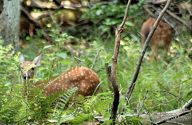 [OMC_Fawns%255B7%255D.jpg]