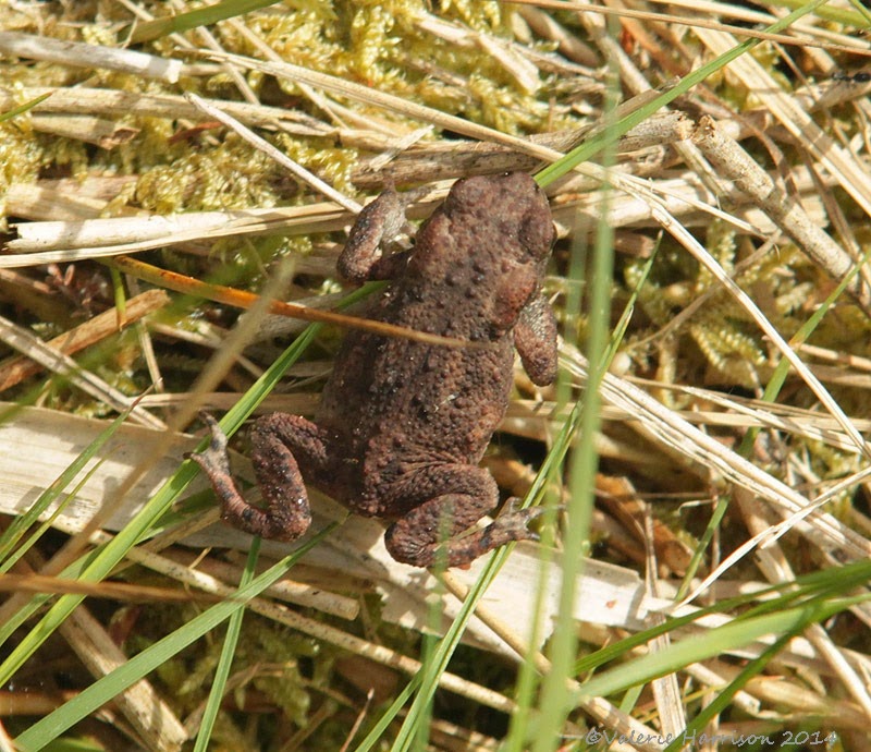 [8-common-toad%255B2%255D.jpg]