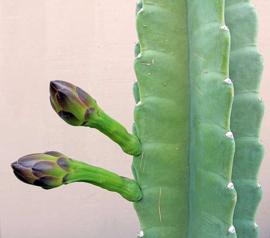 [110811_Cereus-hildmannianus-susp%255B3%255D.jpg]