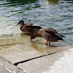 Wodospad na Renie i Stein am Rhein (163).jpg